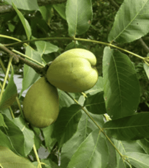 Shellbark Hickory (Carya laciniosa) - NEW!